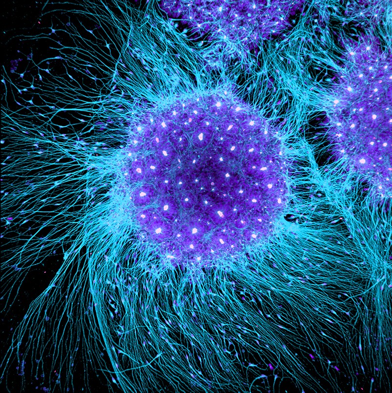 Functional Cell Stress Assays