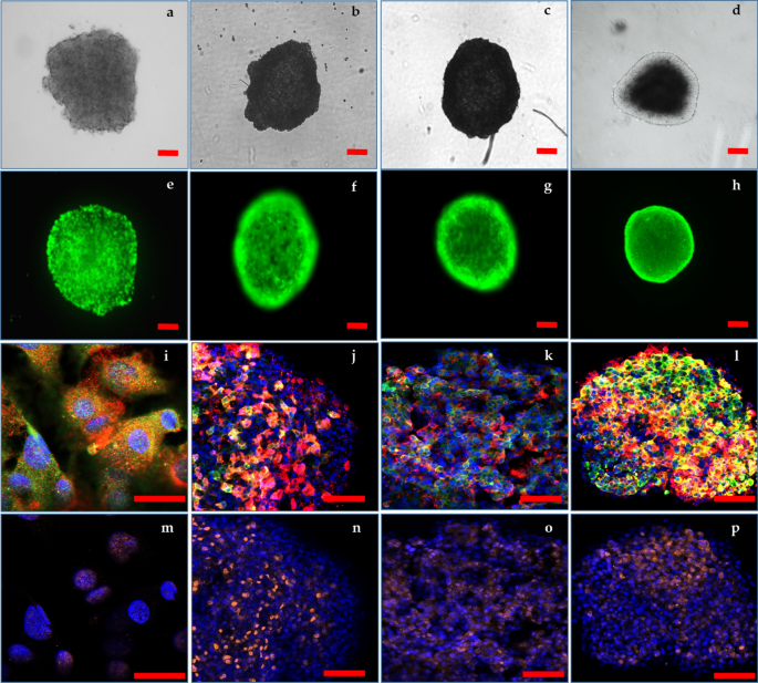 Functional Cell Stress Assays